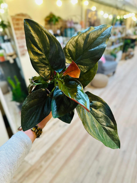 4" Syngonium Red Arrow