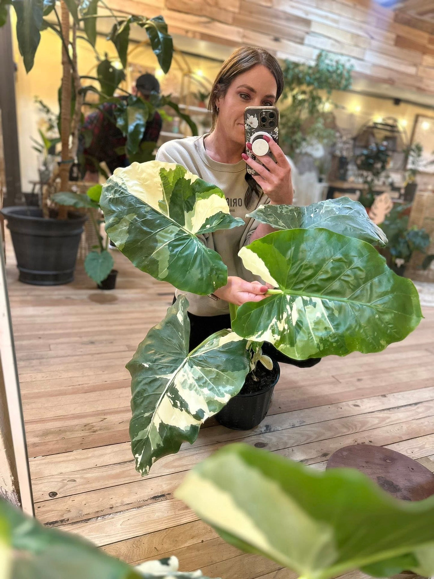 10" Alocasia Variegata