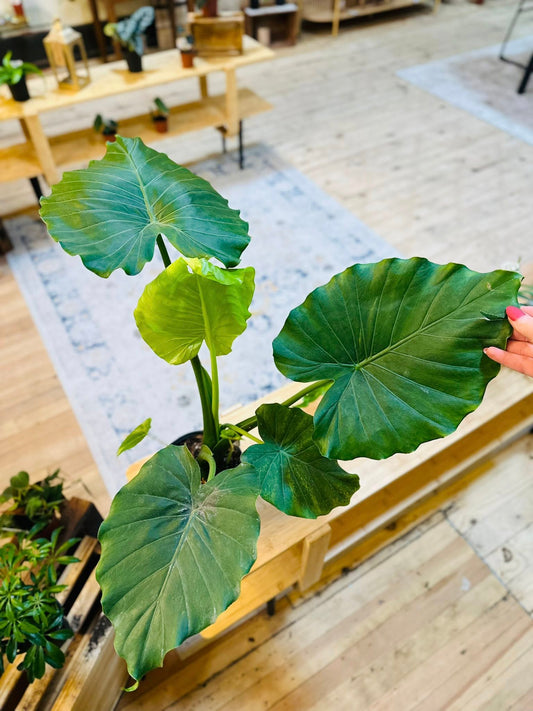 6" Alocasia California
