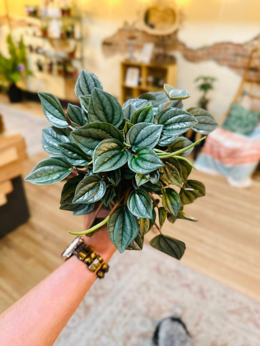 4" Peperomia Napoli Nights