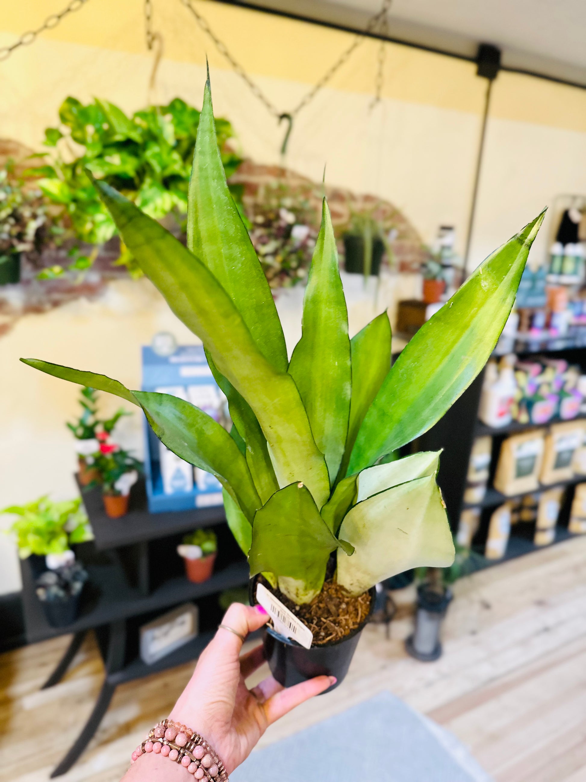 moon shine snake plant 6" Moonshine Snake Plant – Grows on Main
