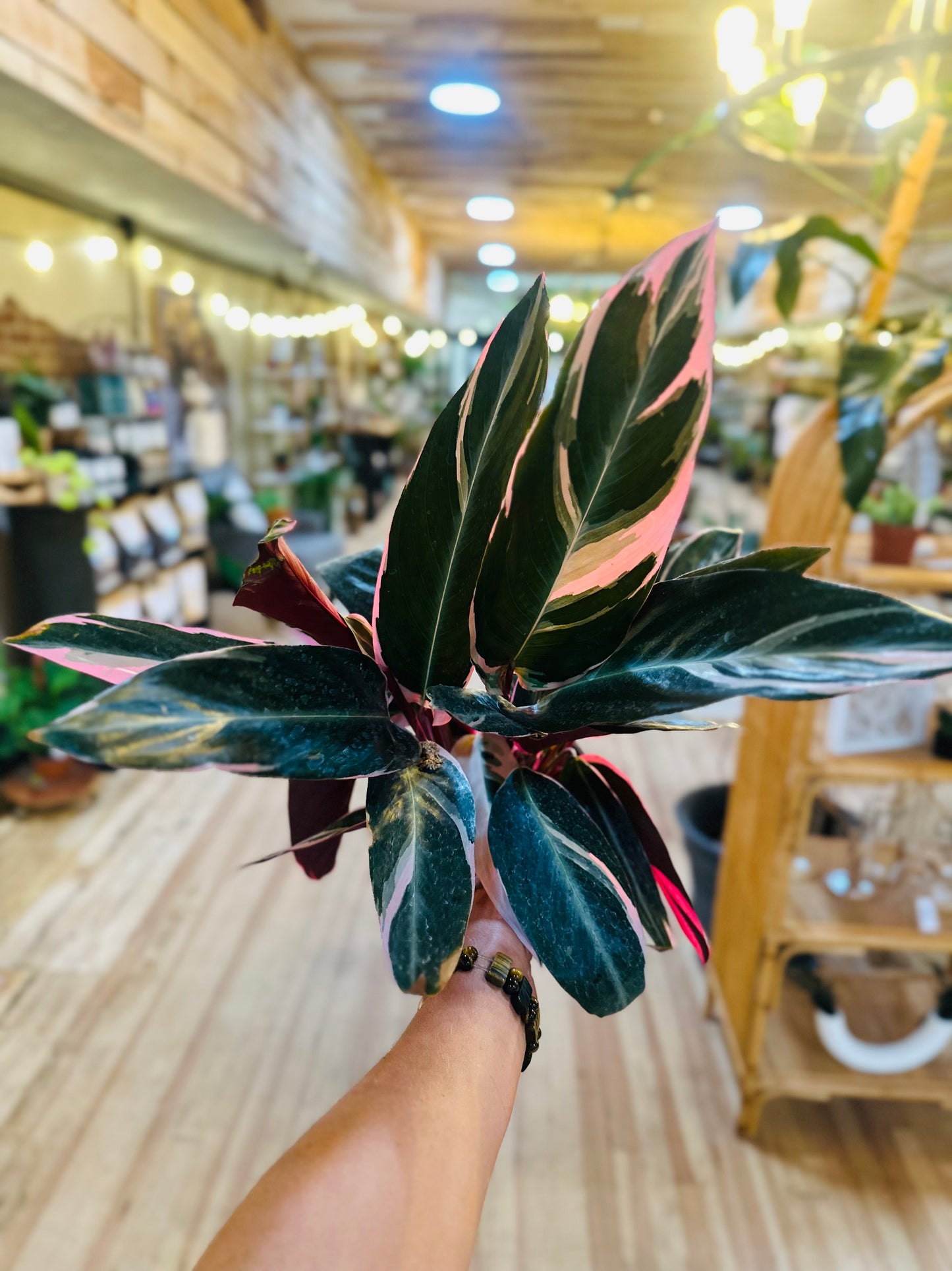 6" Stromanthe Triostar