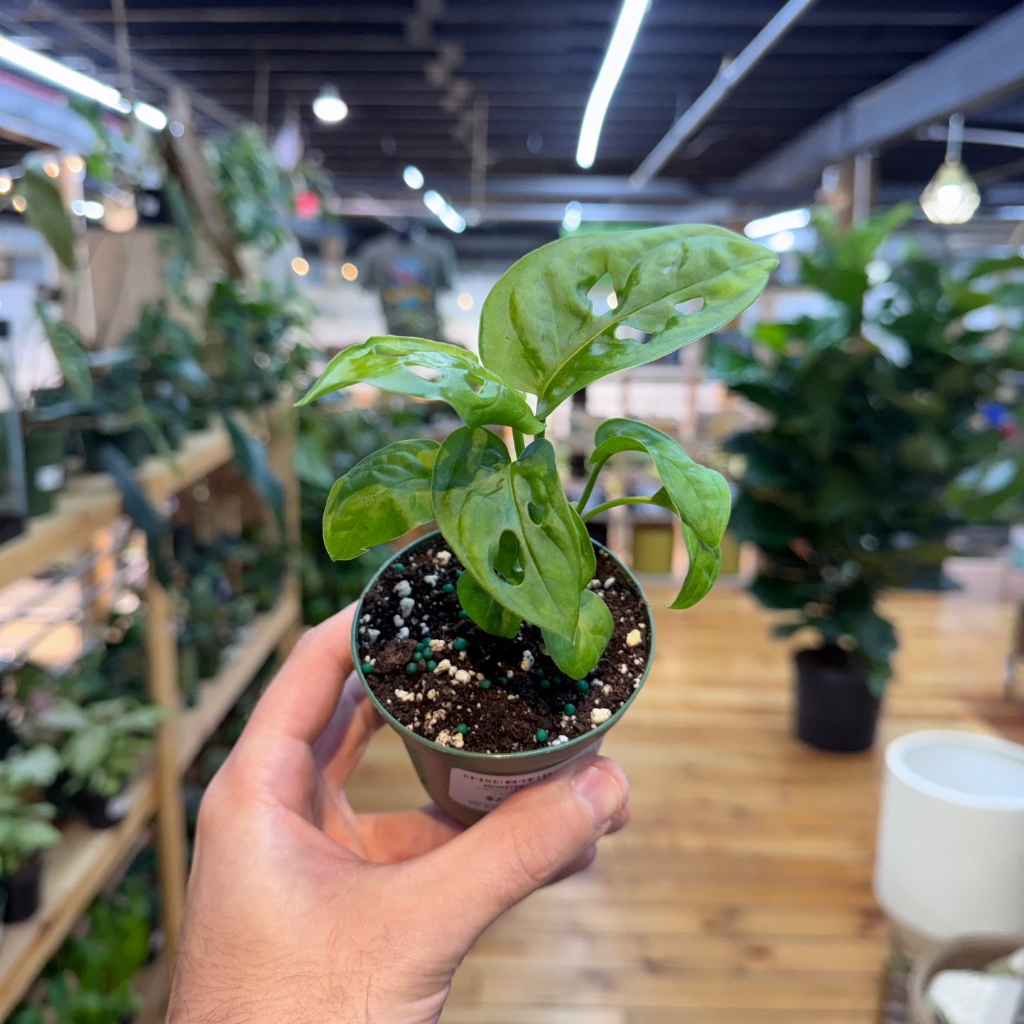 Monstera Swiss Cheese