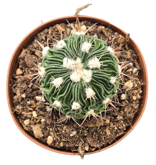 3" Brain Cactus
