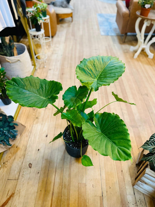 10" Alocasia Odora