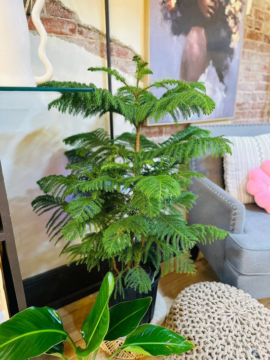 10" Norfolk Island Pine