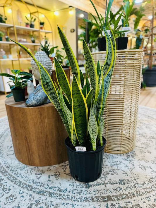 10" Laurentii Snake Plant