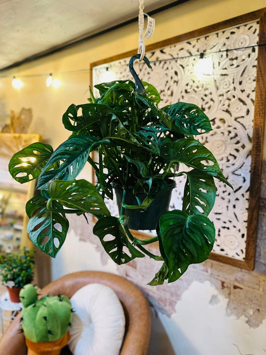 8" Monstera Adansonii Basket