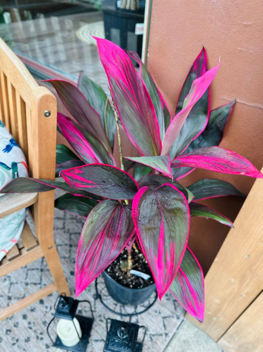 6" Cordyline Maria