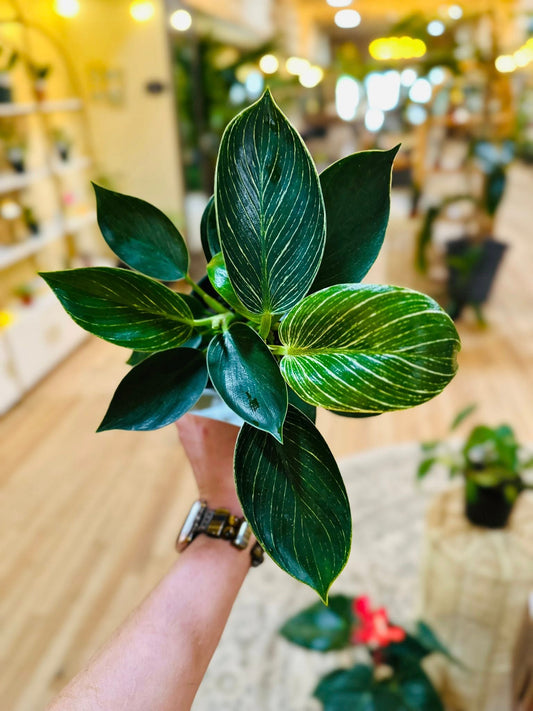 4" Philodendron Birkin