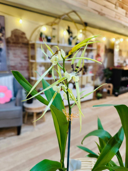 4" Premium Orchid