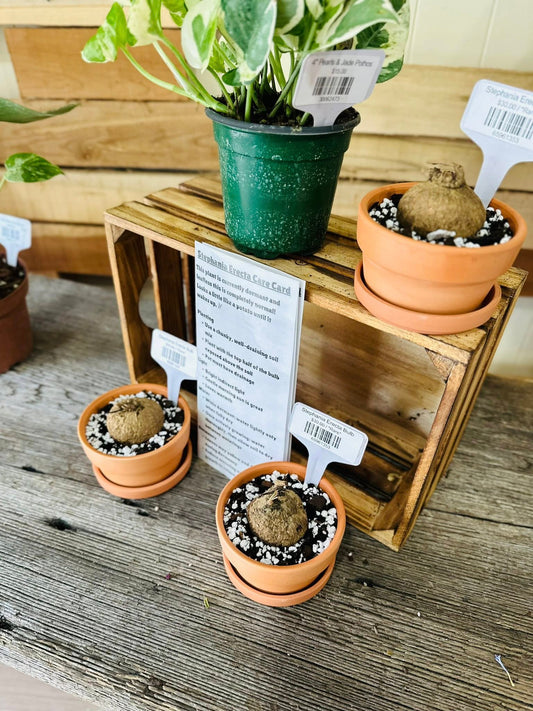 Stephania Erecta Bulb