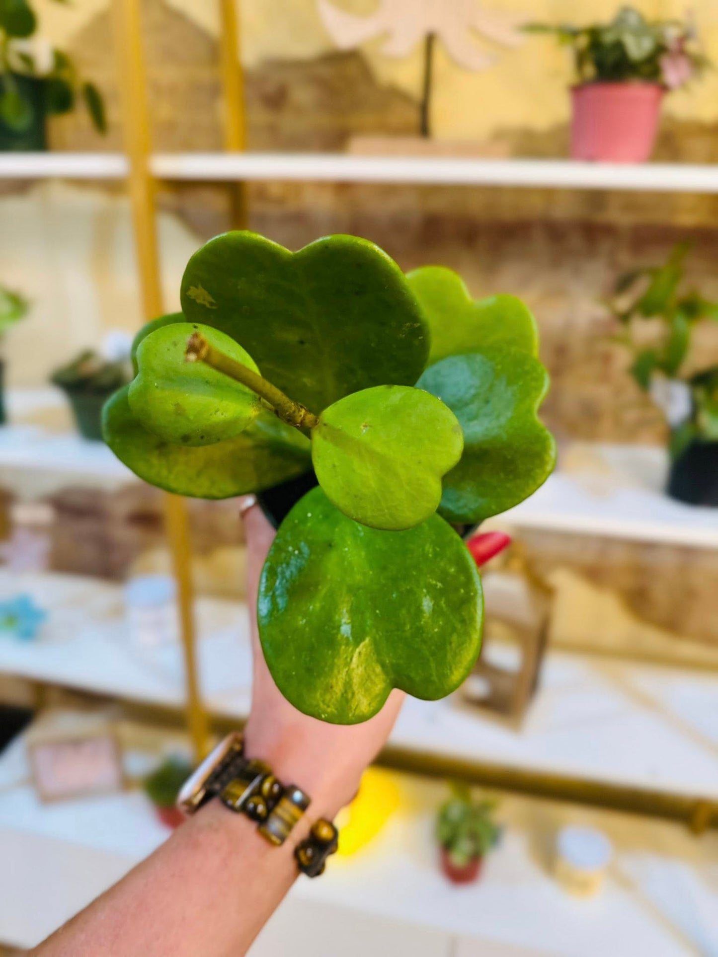 4" Hoya Kerri