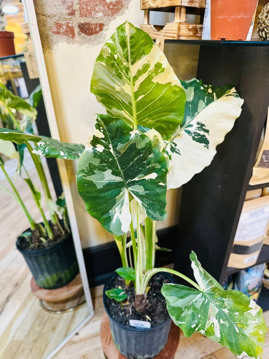 10" Alocasia Variegata