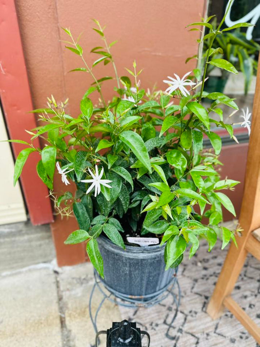 10" Star Jasmine