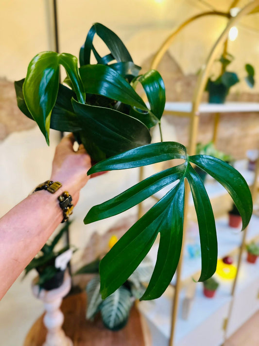 6" Rhaphidophora Decursiva