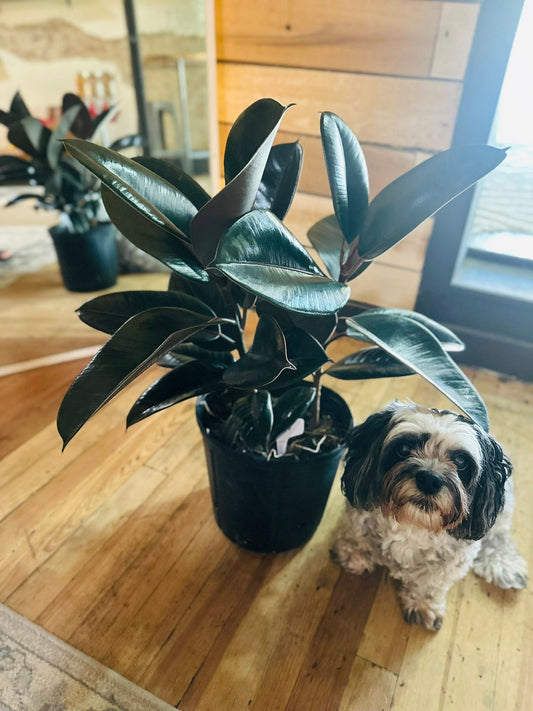 10" Ficus Burgundy