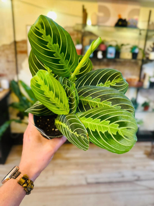 4" Maranta Lemon