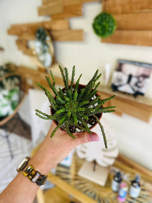 4" Medusa Head