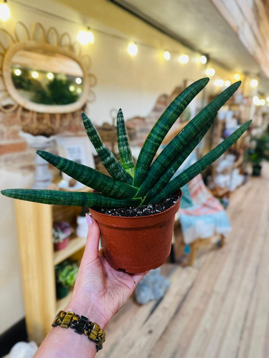 6" Starfish Snake Plant