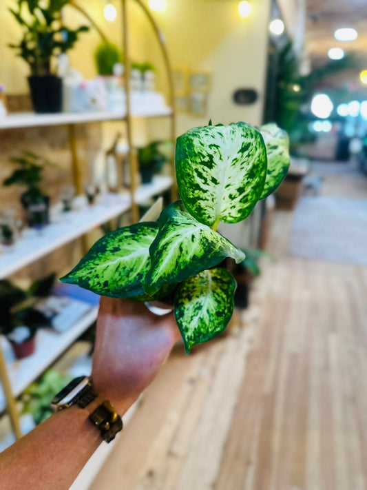 4" Dieffenbachia Amy
