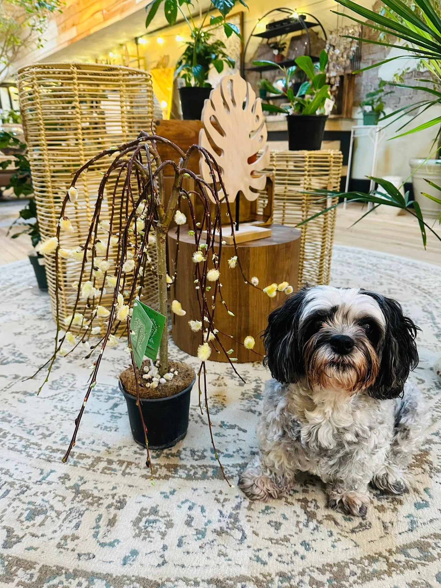 6" Pussy Willow
