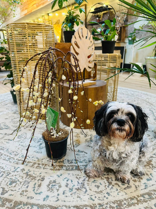 6" Pussy Willow