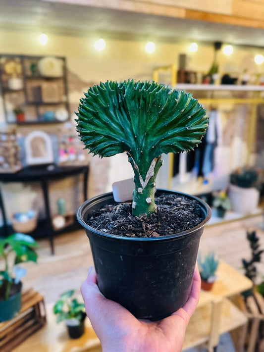 6" Coral Cactus