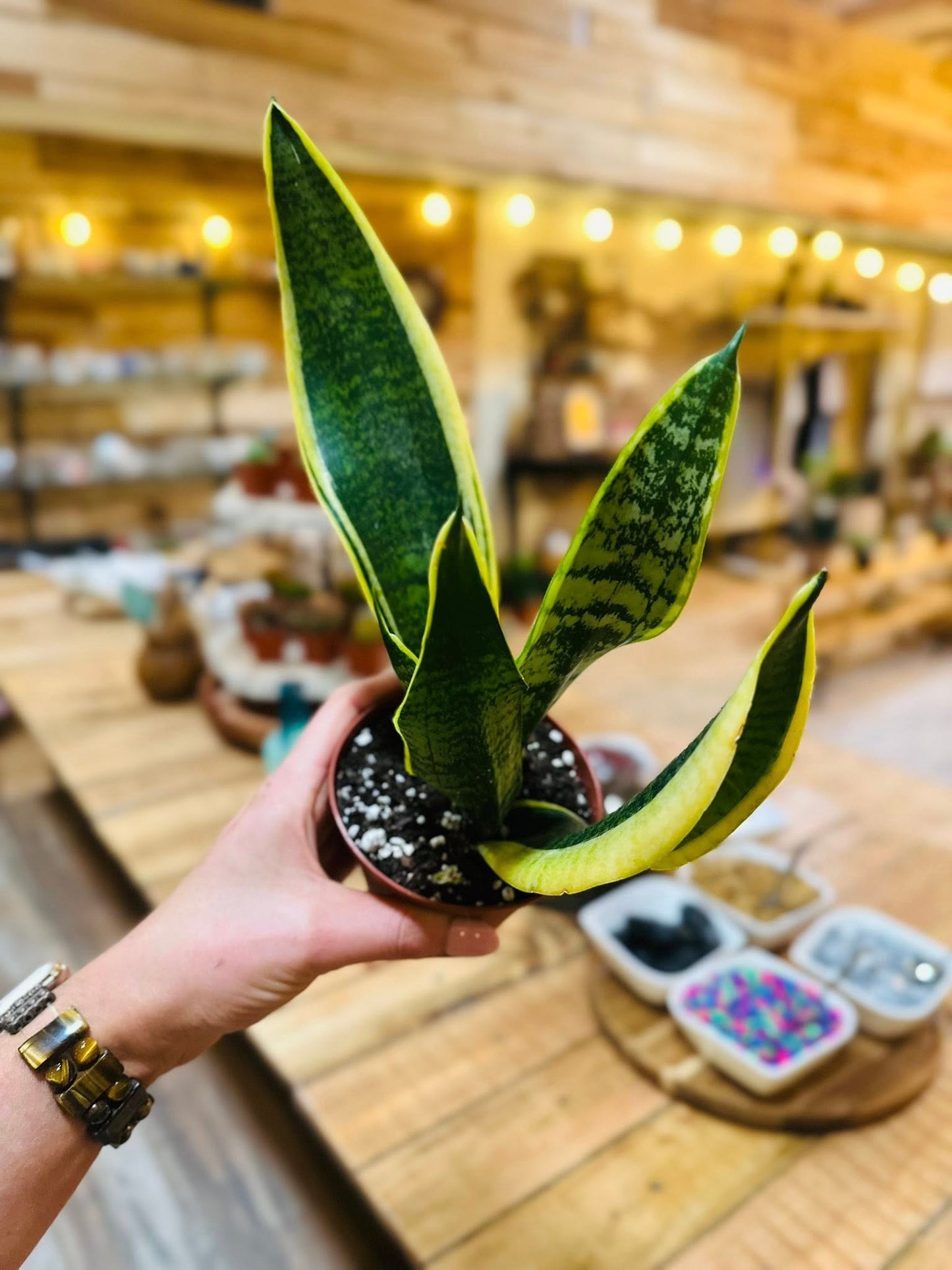 4" Trifasciata Snake Plant