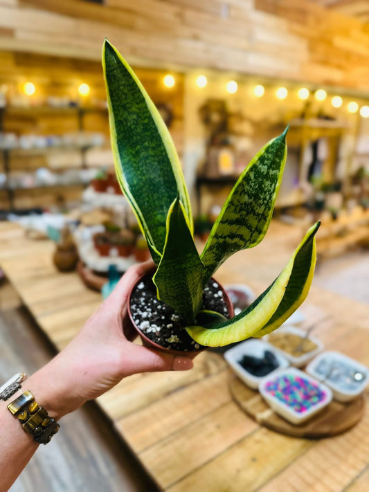 4" Trifasciata Snake Plant