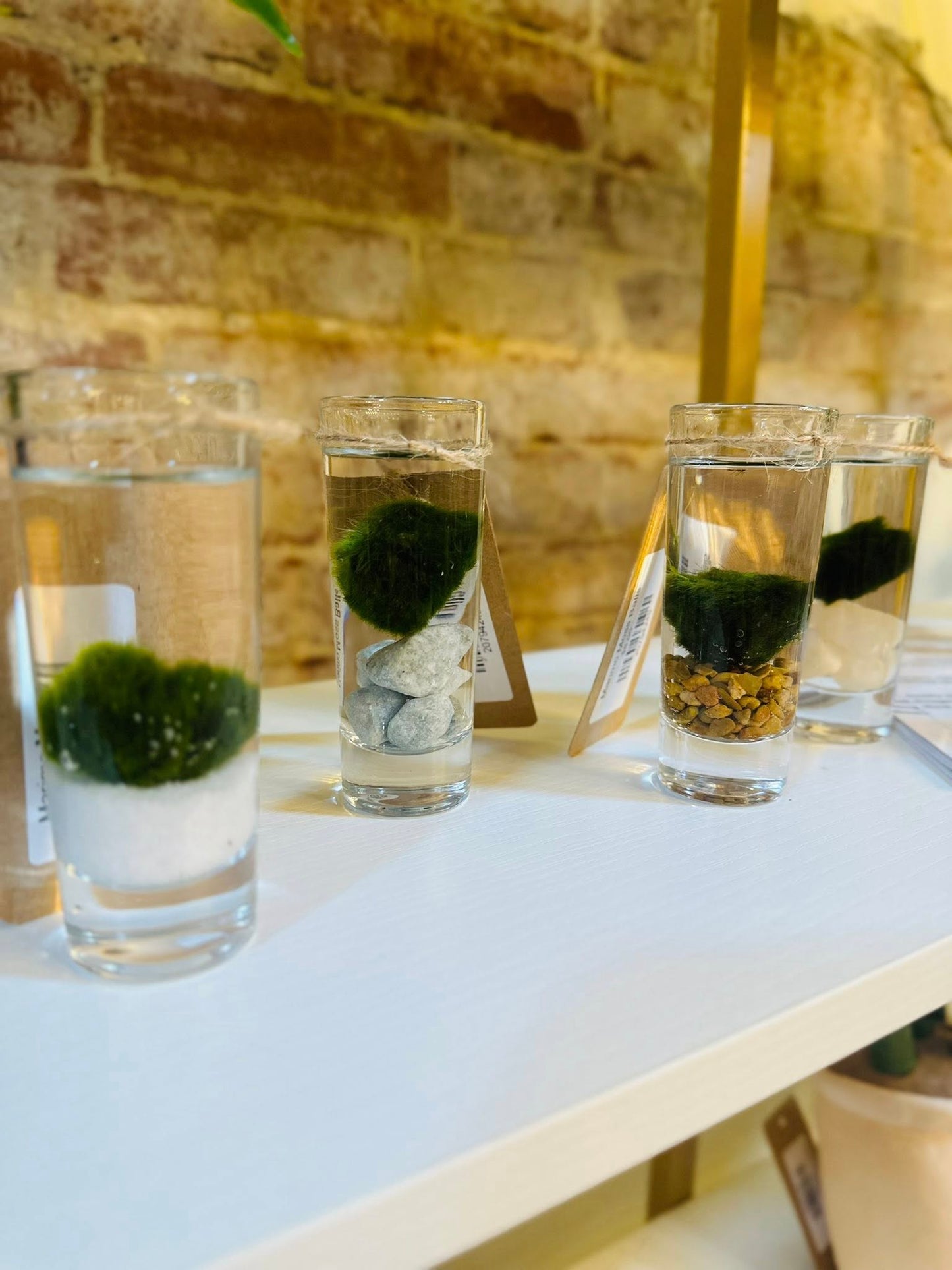 Marimo Moss Balls