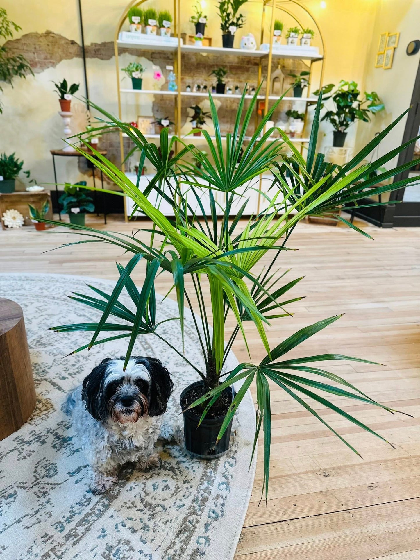 6" Rhapis Palm