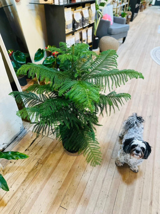 10" Norfolk Island Pine