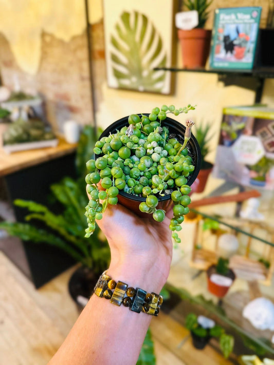 4" String of Pearls Variegated