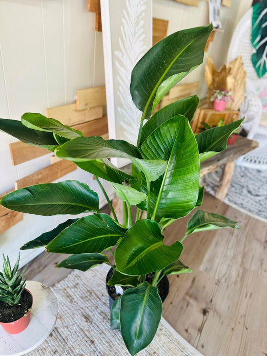 10" Bird of Paradise
