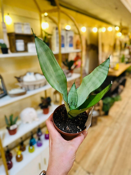 4" Moonshine Snake Plant