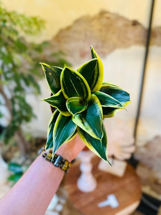 4" Lotus Snake Plant