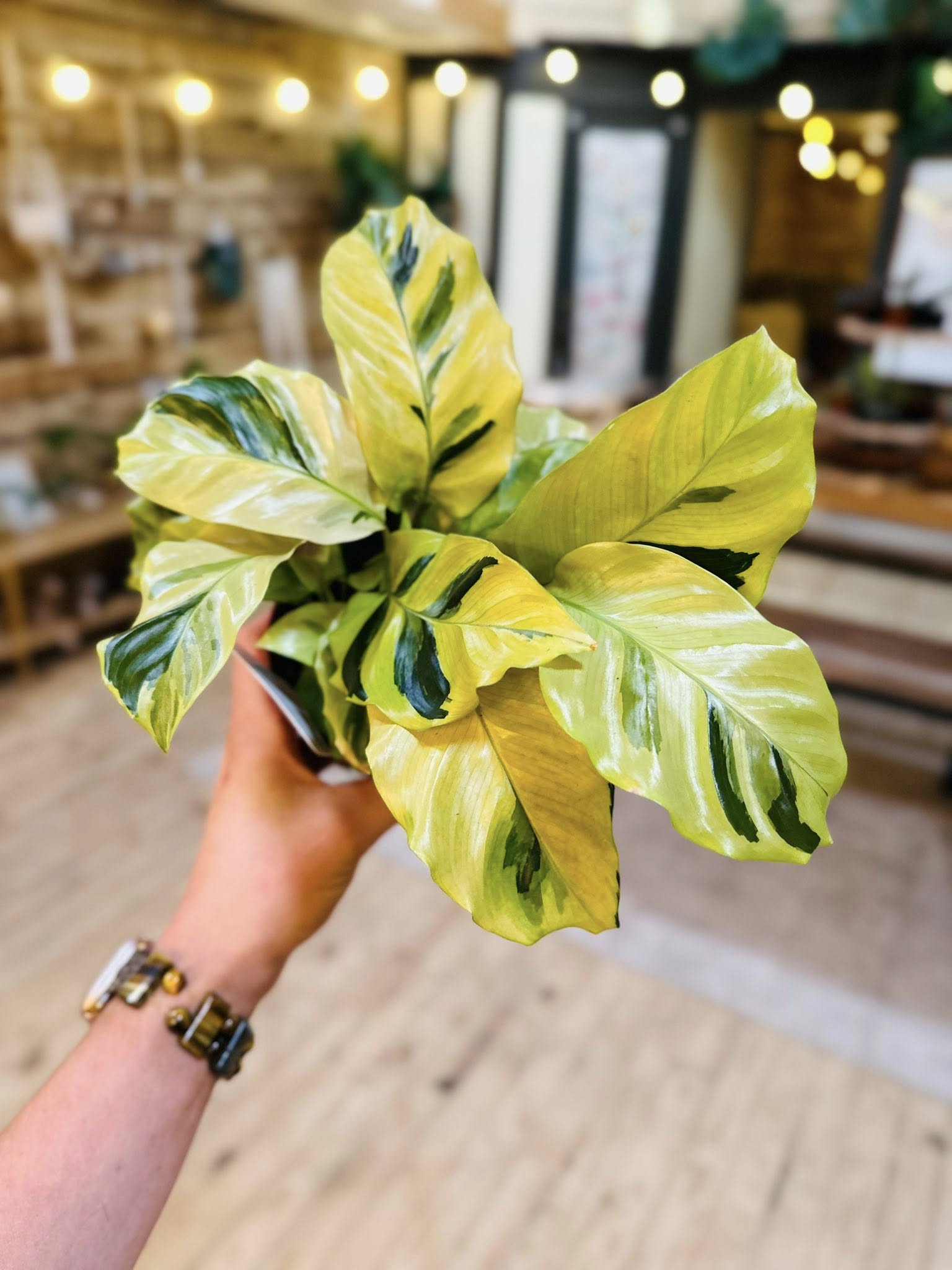d*y様 Musa Yellow'Variegated'ムサイエローバリエガタ黄 4