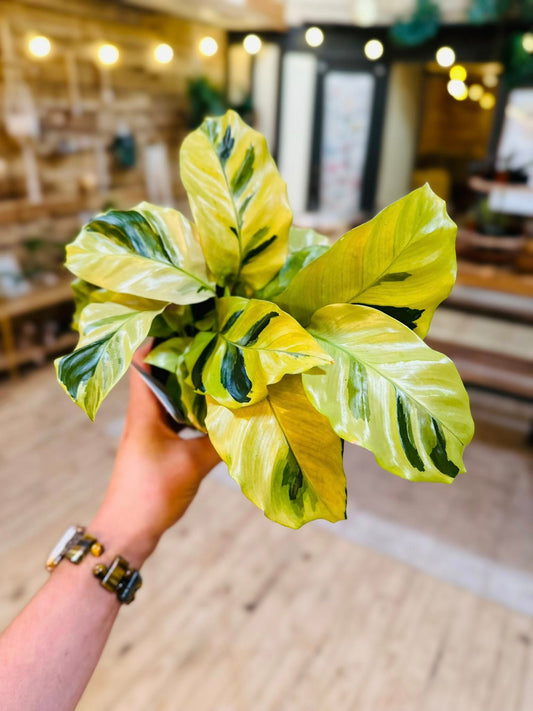 4" Calathea Yellow Allusion