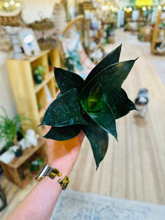 4" Jade Snake Plant