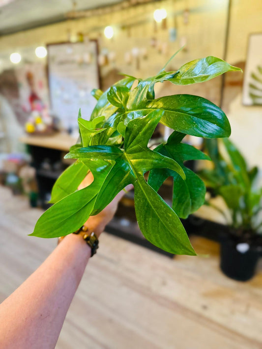 4" Philodendron Florida Green
