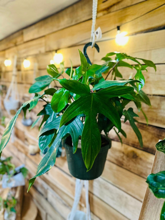 8" Philodendron Florida Green Basket
