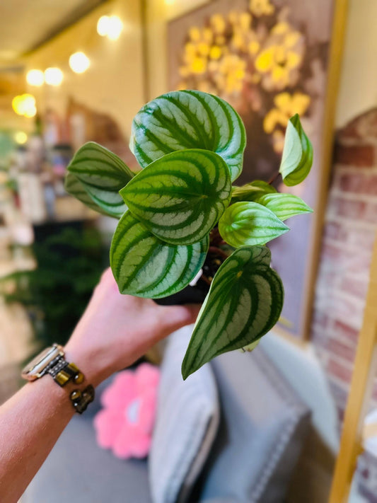 4" Watermelon Peperomia