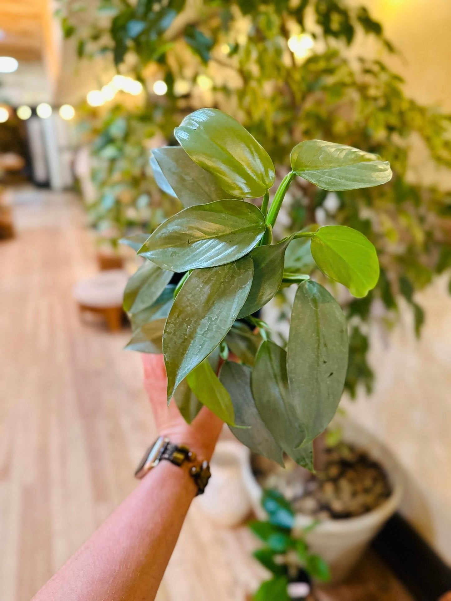4" Philodendron Silver Sword