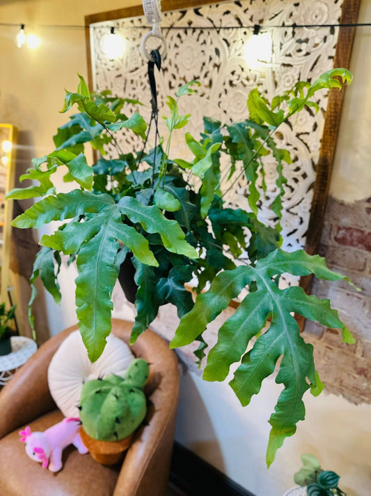 8" Blue Star Fern Basket