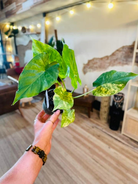 4" Alocasia Gageana Aurea