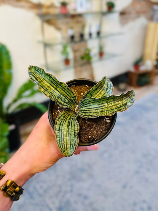 4" Cleopatra Snake Plant