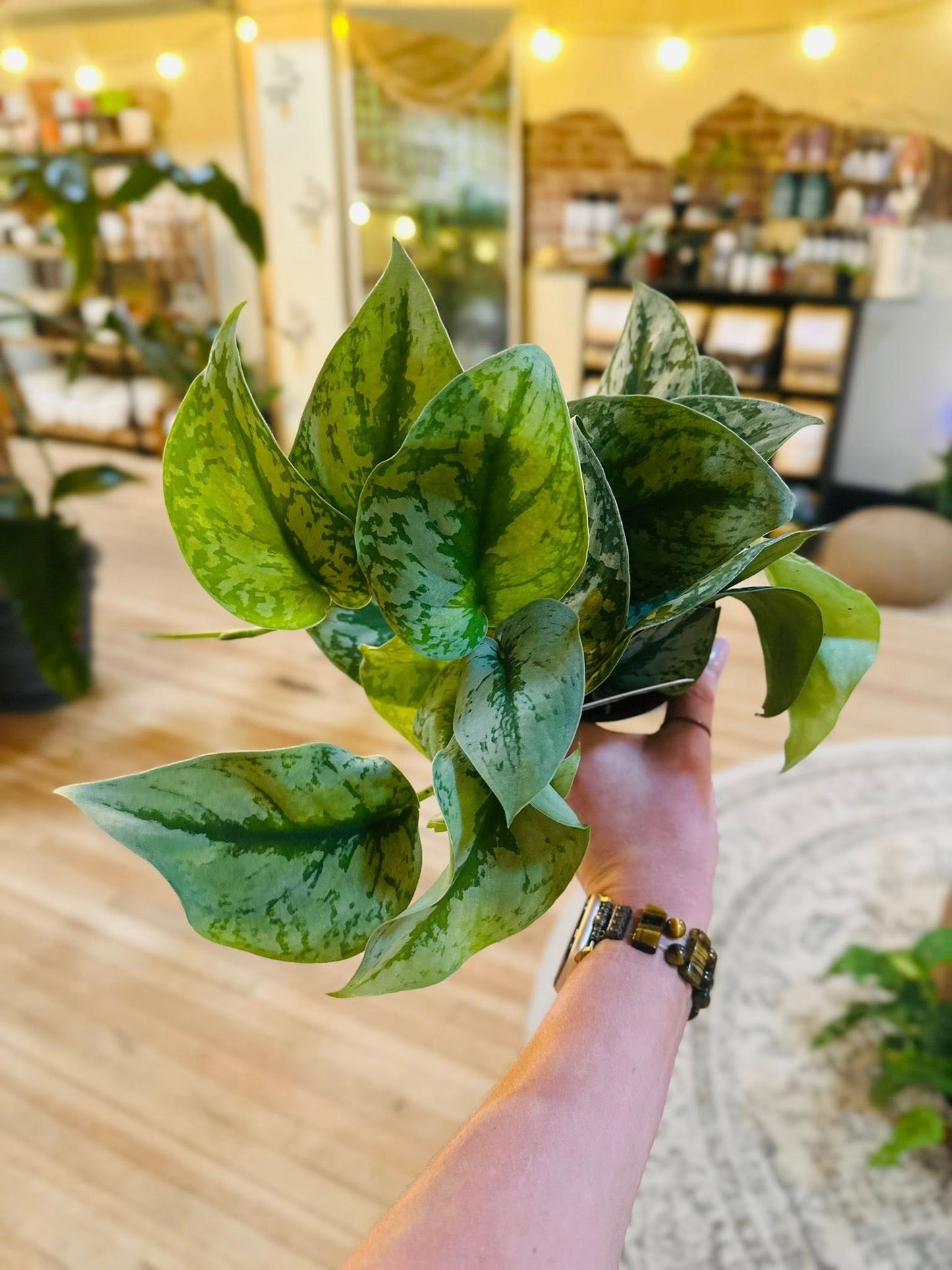 4" Scindapsus Silver Satin