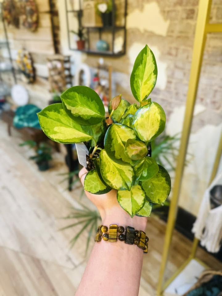 4" Hoya Lisa