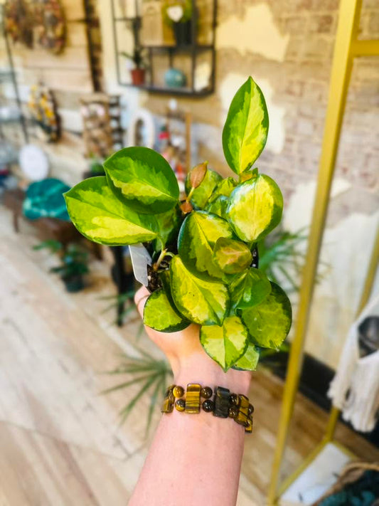 4" Hoya Lisa